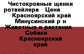 Чистокровные щенки ротвейлера › Цена ­ 8 000 - Красноярский край, Минусинский р-н Животные и растения » Собаки   . Красноярский край